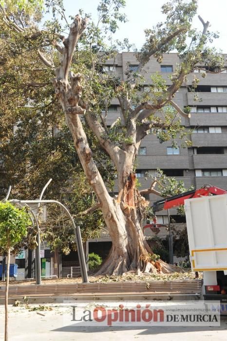 El día después de la caída de la rama del ficus de