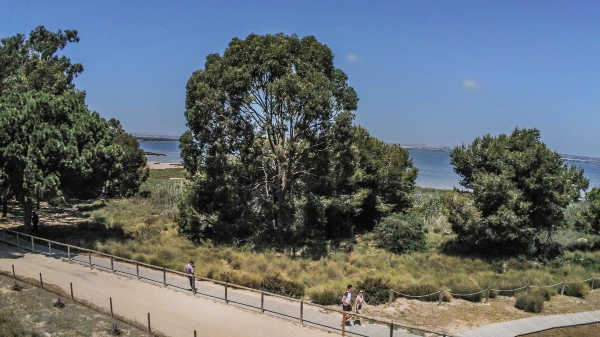 Laguna de La Mata, por la que discurrirán hasta 32 rutas anuales ofrecidas por el Ayuntamiento de Torrevieja