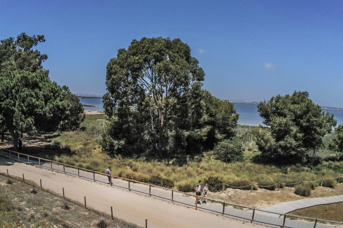 Laguna de La Mata, por la que discurrirán hasta 32 rutas anuales ofrecidas por el Ayuntamiento de Torrevieja