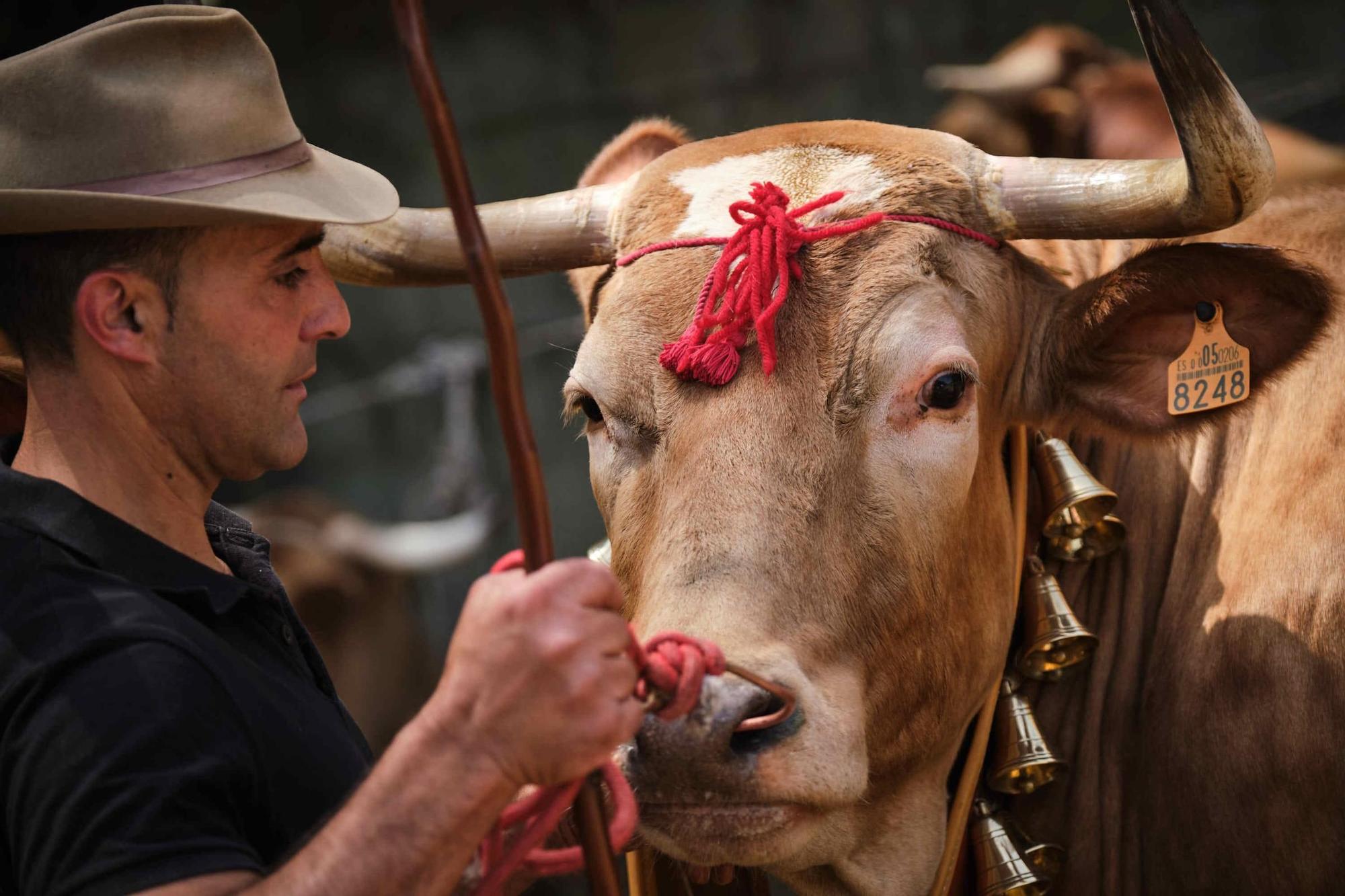Feria de ganado en el Rosario
