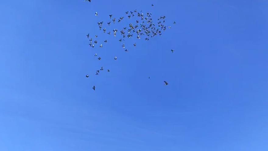 El compostelano de las mil palomas mensajeras: "Solté una en Barcelona y regresó a Santiago"