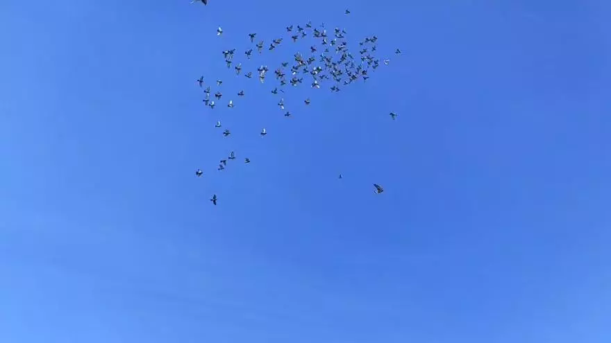 El compostelano de las mil palomas mensajeras: "Solté una en Barcelona y regresó a Santiago"