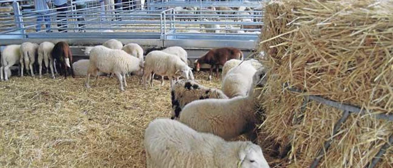 Corderos esperan para su clasificación en los corrales del centro de tipificación de Pollença.