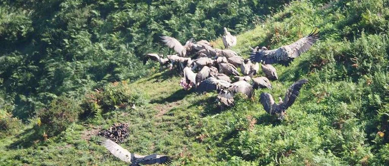 Ejemplares de buitre leonado en un cebadero.