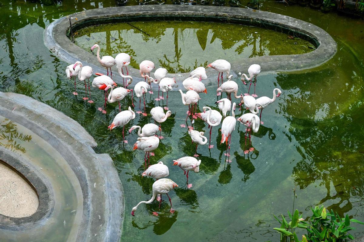 Singapur estrena el parque Paraíso de los pájaros