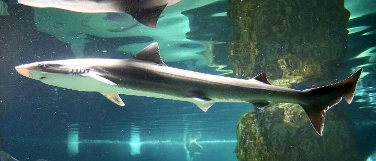 En los estanques del acuario meco ya nadan los nuevos tiburones