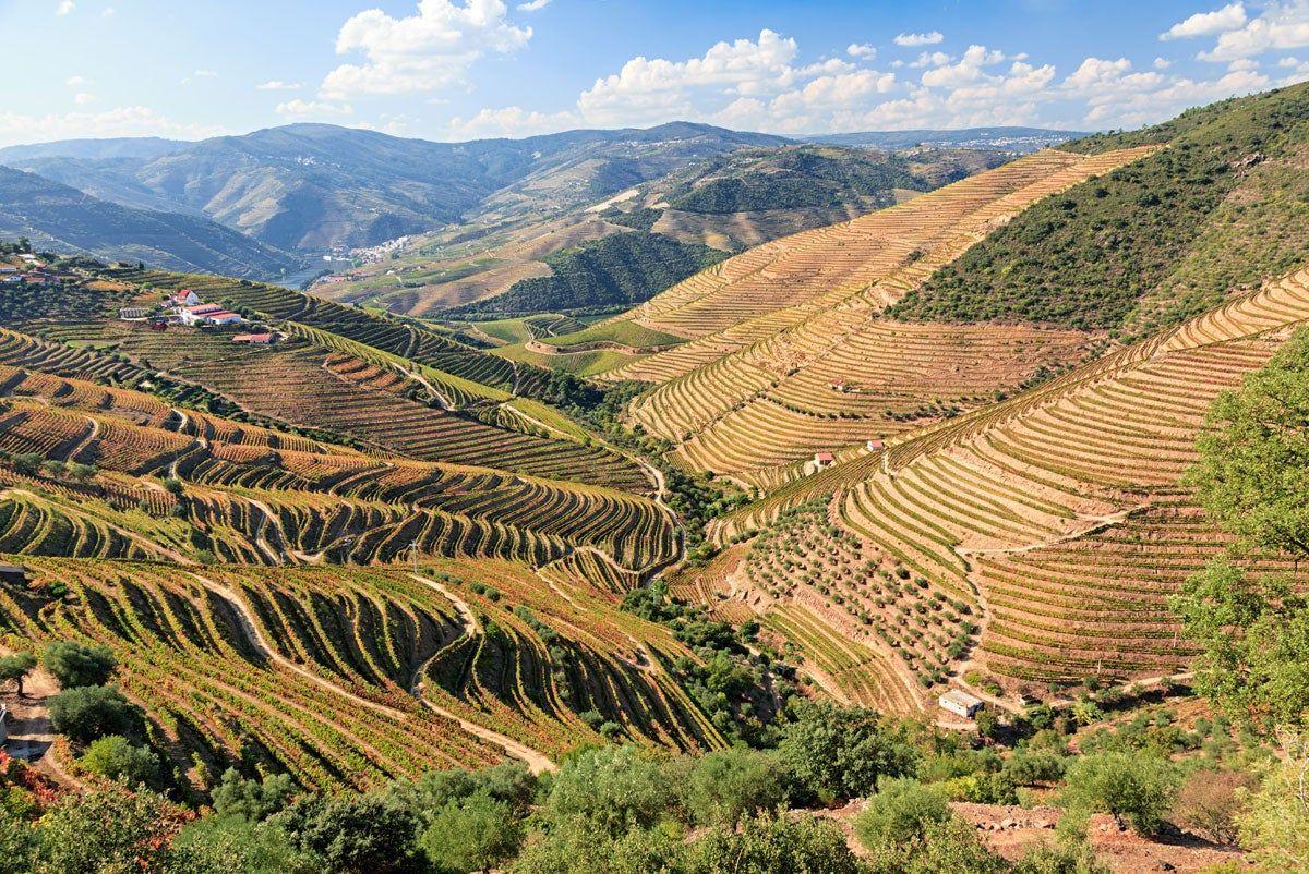 Por sus vinos (y viñedos) del Douro