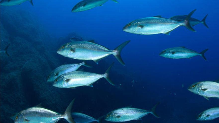 Banco de peces limo?n en aguas del islote de s&#039;Espartar