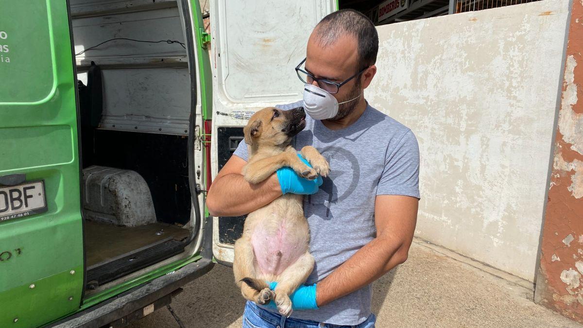 Animal rescatado en las dependencias municipales de La Favorita