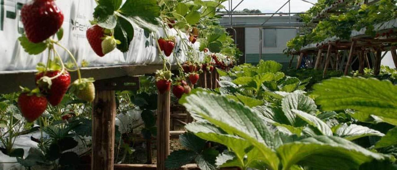 Plantas en uno de los invernaderos con el sistema hidropónico.