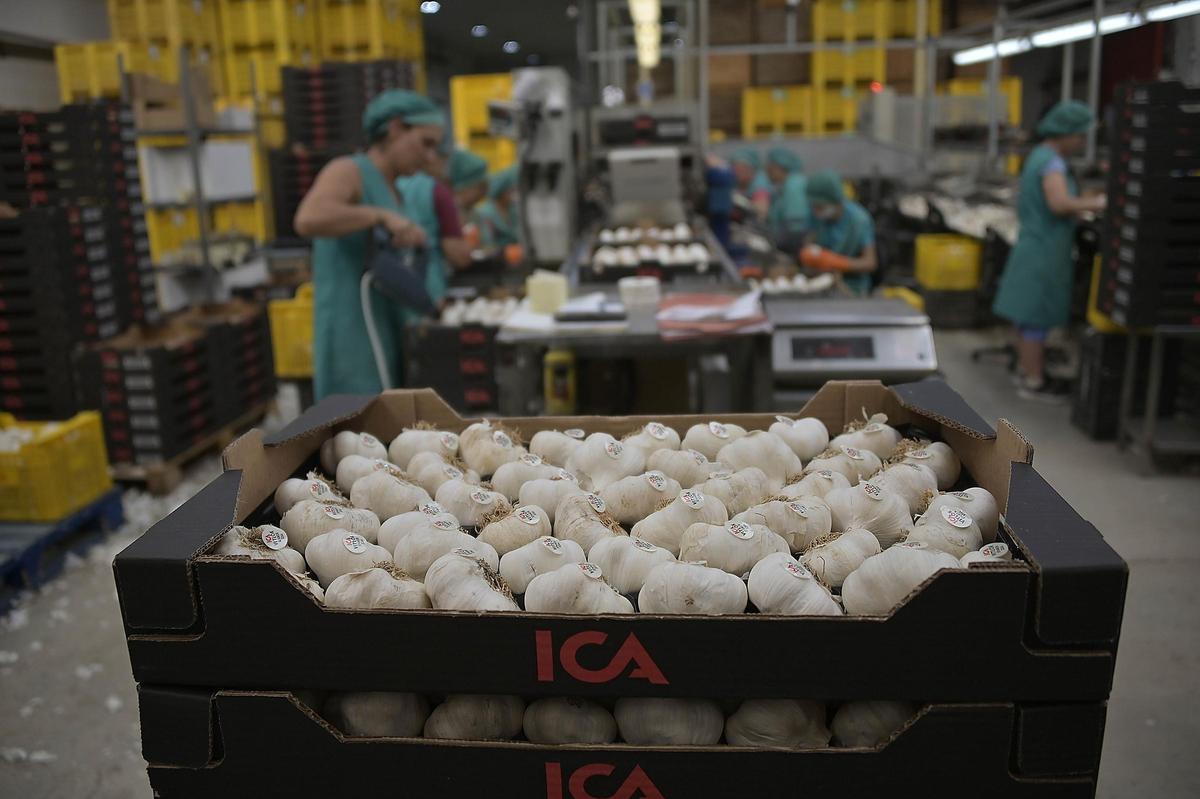 Ajos en caja preparados para la comercialización.
