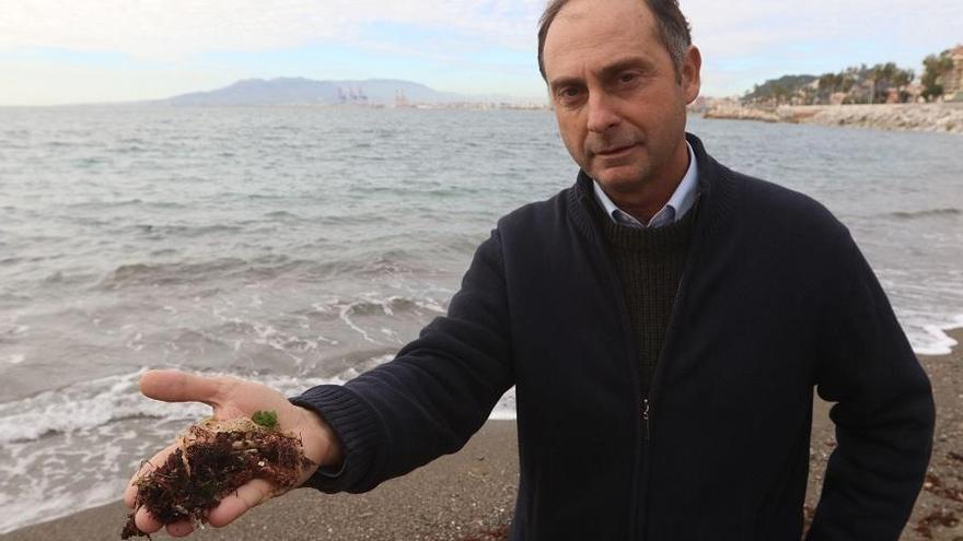 El biólogo marino Juan Jesús Martín, con una alga invasora en los Baños del Carmen en diciembre de 2018.