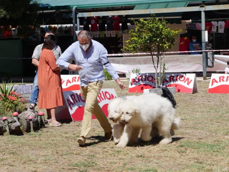 Campeonatos caninos en A Toxa.