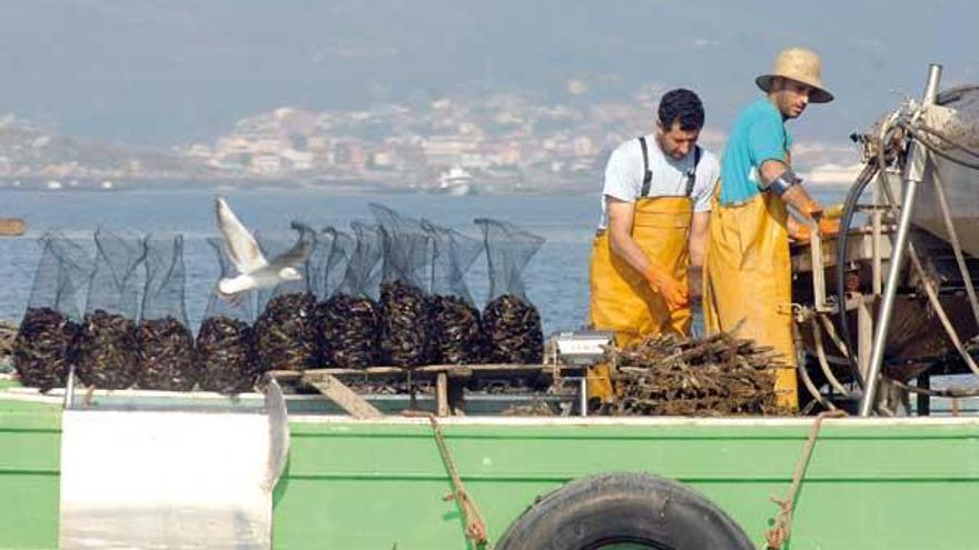 Mejilloneros en pleno &quot;laboreo&quot; en medio de la ría.