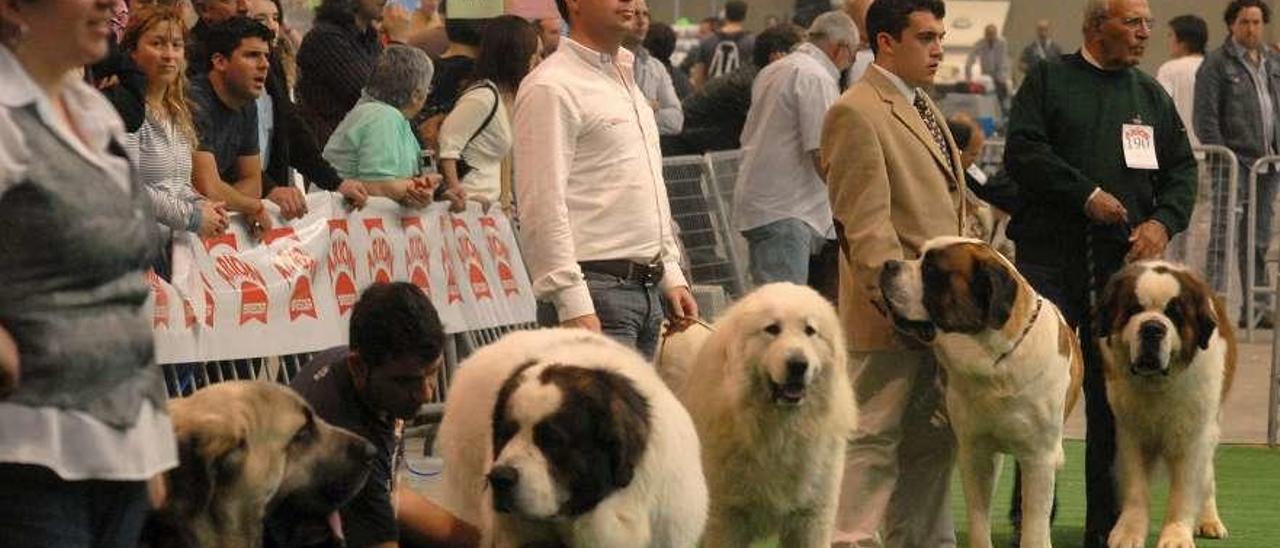 Perros participantes en la Exposición Internacional Canina celebrada en Fexdega en 2009. // Iñaki Abella