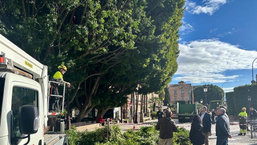 Los ficus de la Glorieta de España en Murcia, a revisión