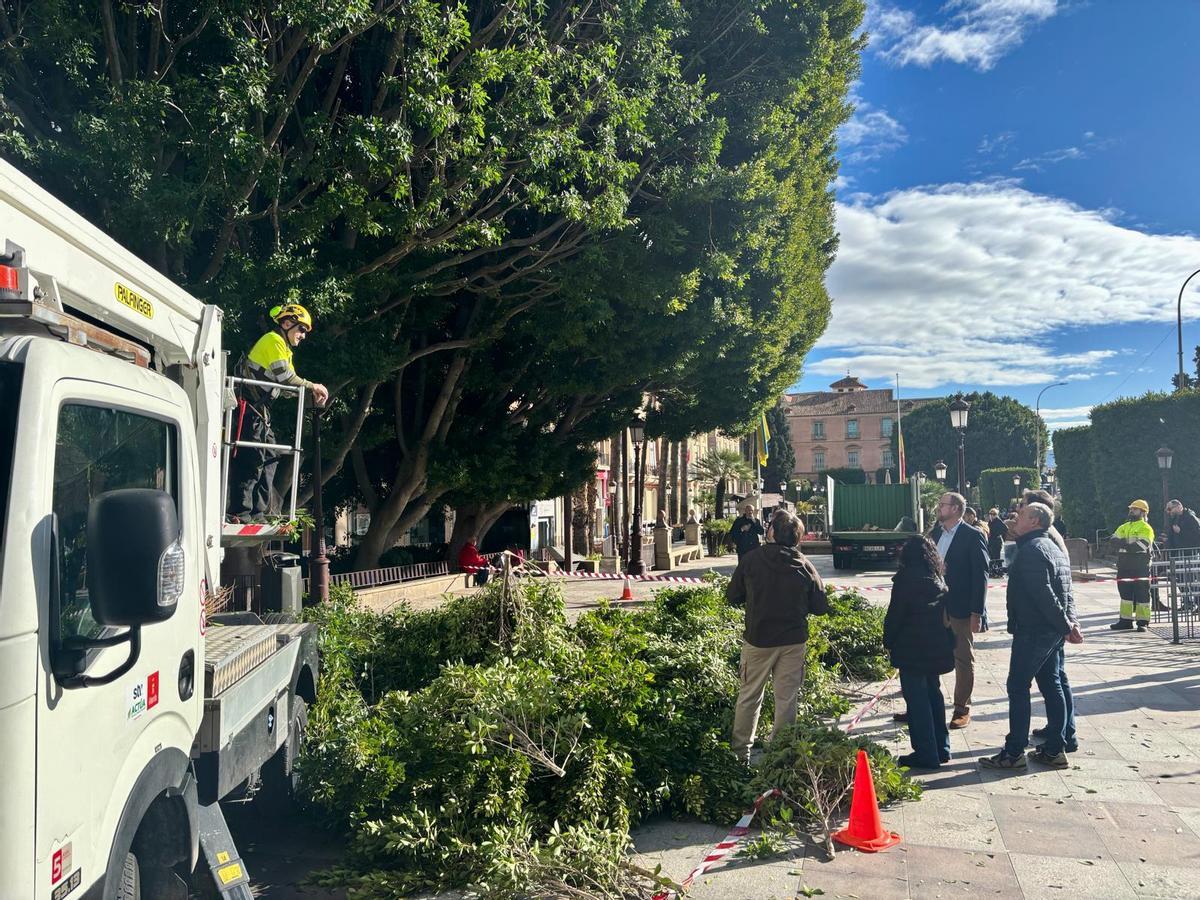 Labores de mantenimiento del arbolado singular en la Glorieta de España.