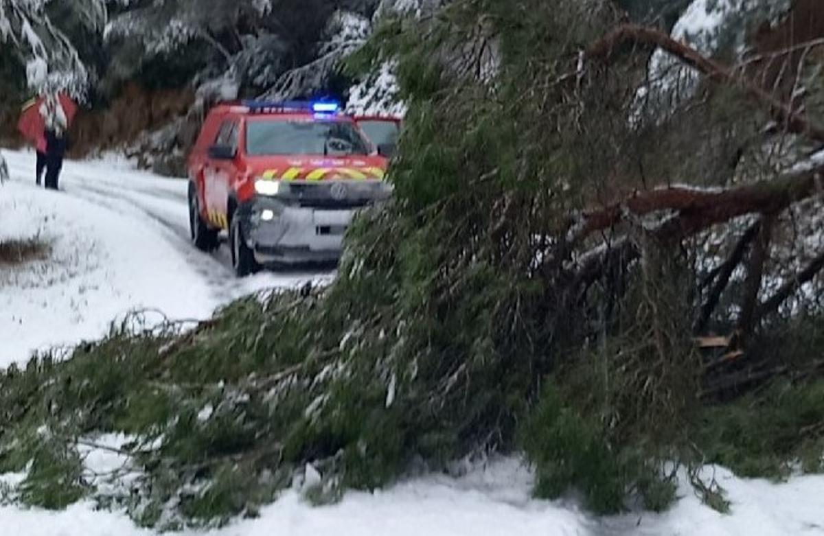 Arbre caigut a Riner, al Solsonès