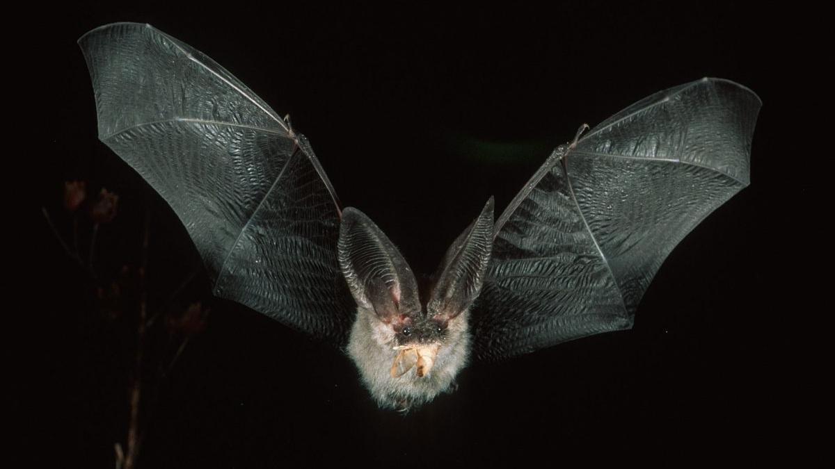 El murciélago orejudo