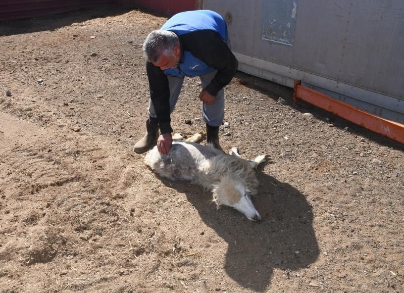 15/03/2019 TELDE.  Granja en la costa de Telde, donde unos perros matarón a una veintena de ovejas. Fotografa: YAIZA SOCORRO.  | 15/03/2019 | Fotógrafo: Yaiza Socorro