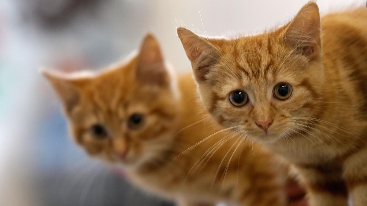 Los metía en el microondas o los ahogaba en un río: así mató un joven a media docena de gatos