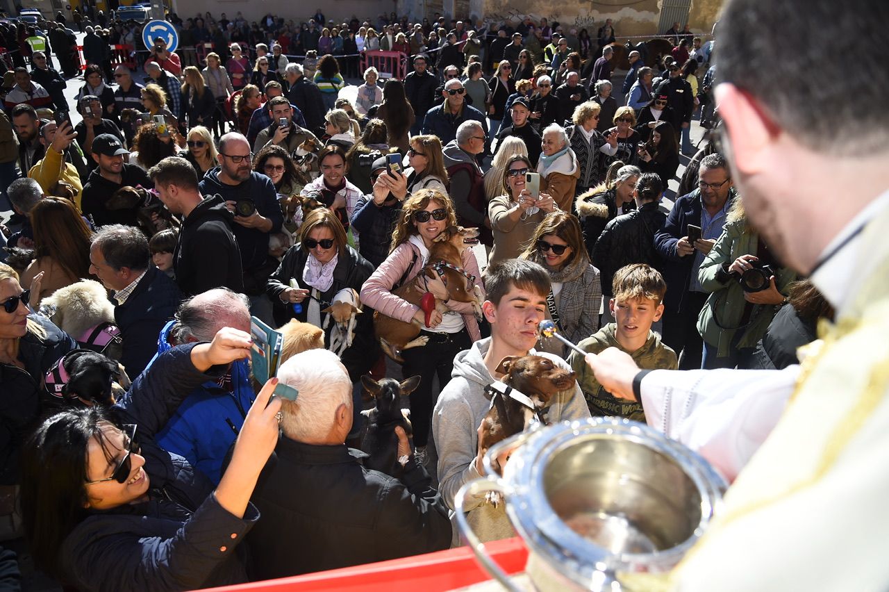 Bendición de animales por San Antón en Cartagena