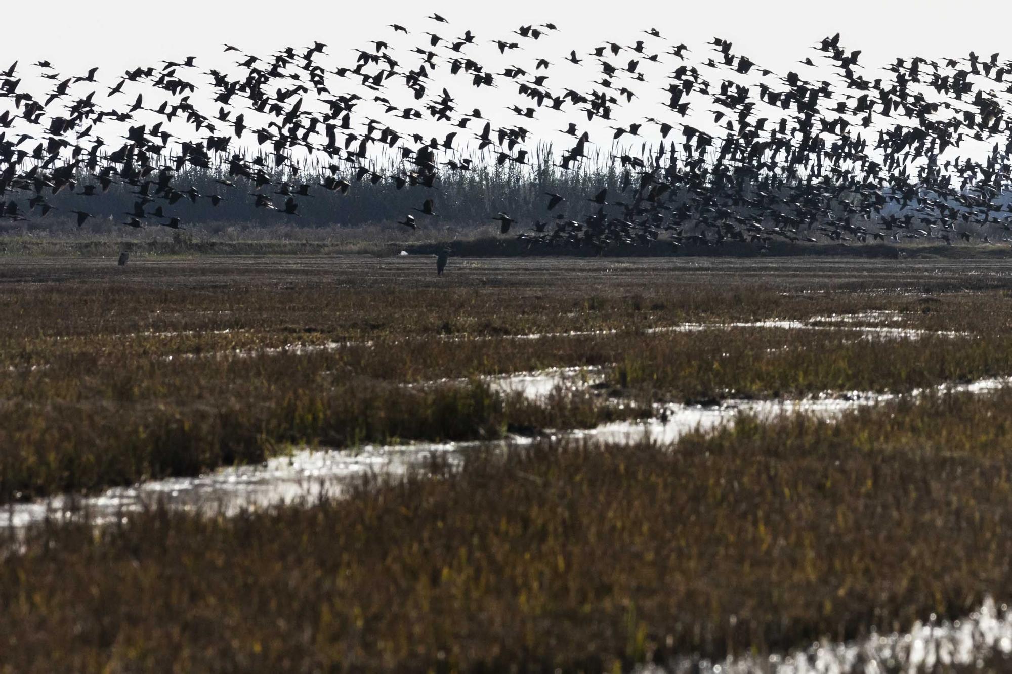 El picatort toma l'Albufera