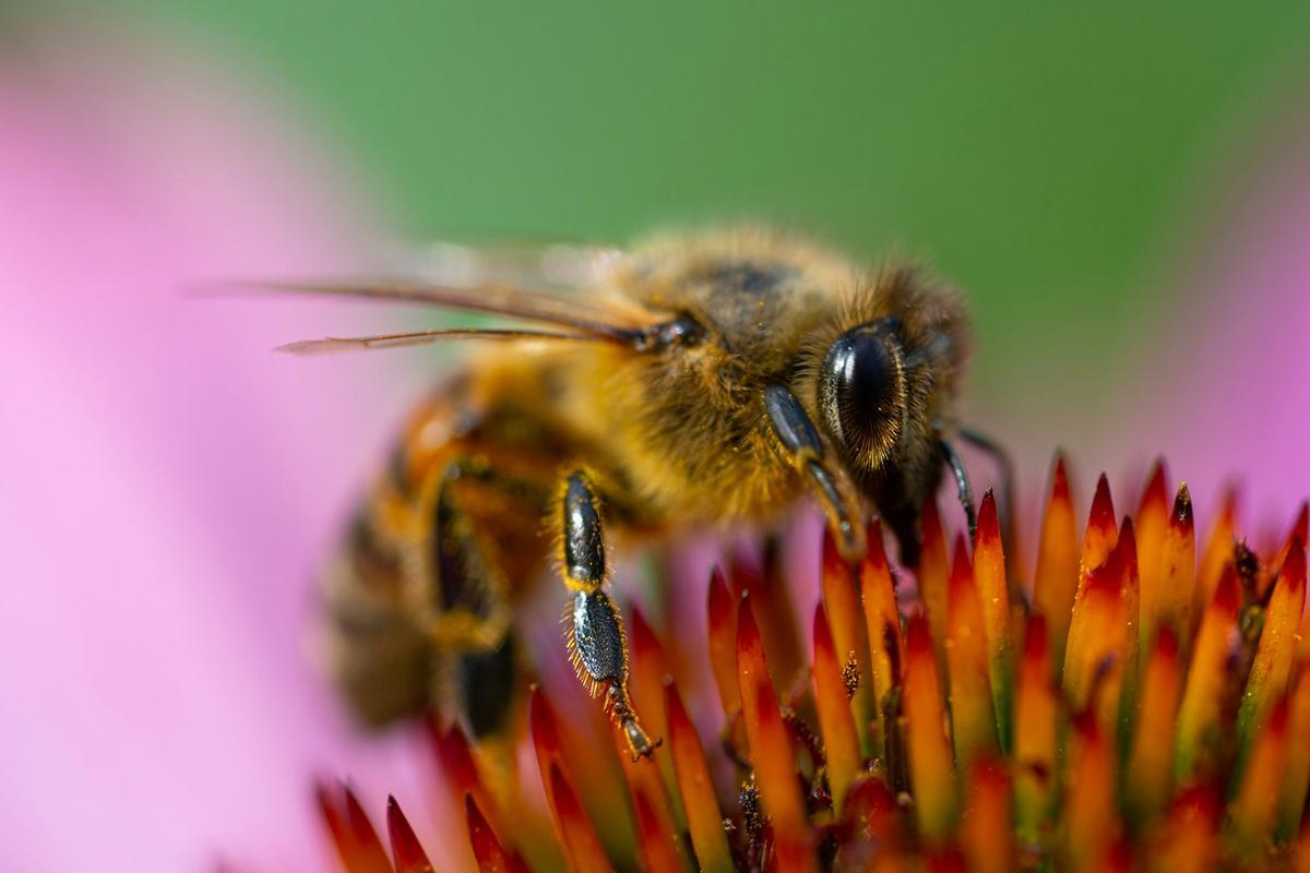 Una abeja libando.
