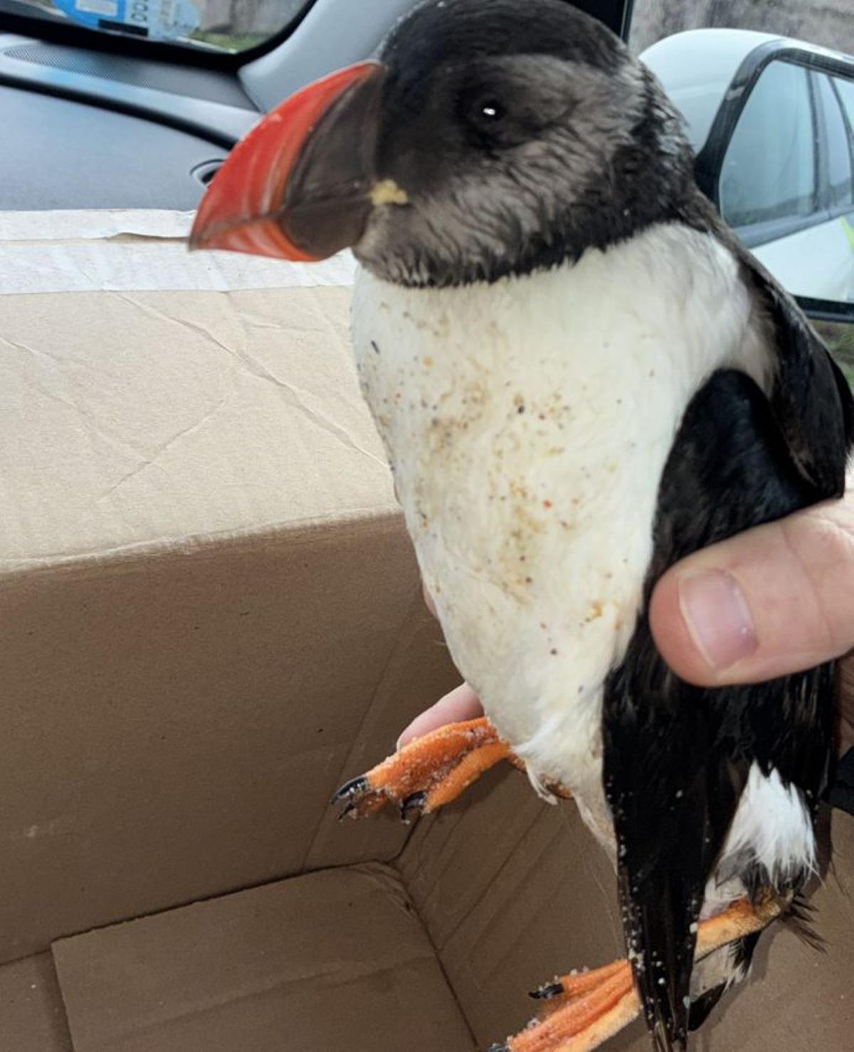 Frailecillo encontrado, vivo, en Francón. | FDV