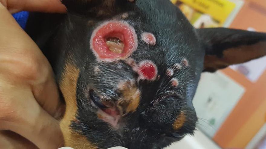 Algunas de las heridas que sufrió la perra Cira tras el ataque.