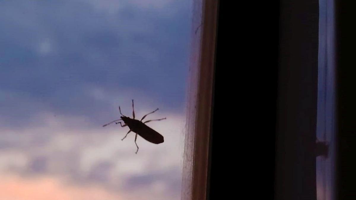 Chinche del plátano en la ventana