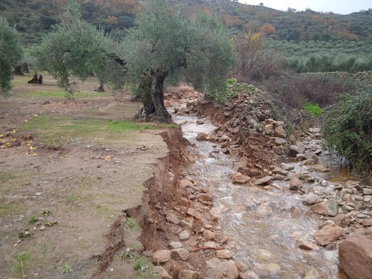 Así se encuentran los caminos de acceso a los olivares de Montánchez.