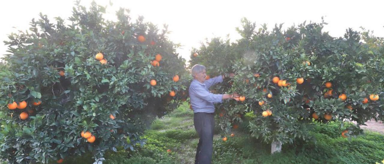 Un campo de naranjos en Bigastro. |