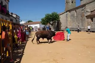 Bermillo cumple con sus encierros urbanos