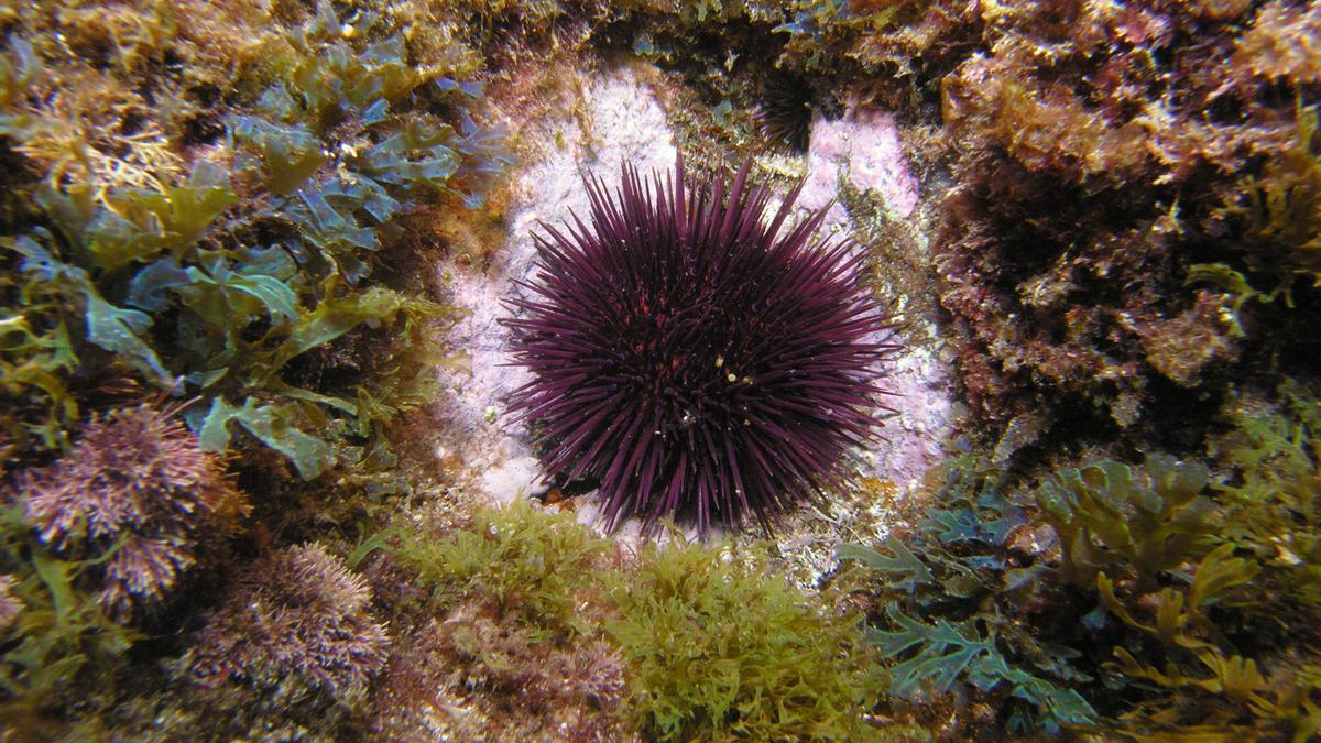 Archivo - Un erizo de mar dejando un halo de roca desnuda cuando se alimenta de algas