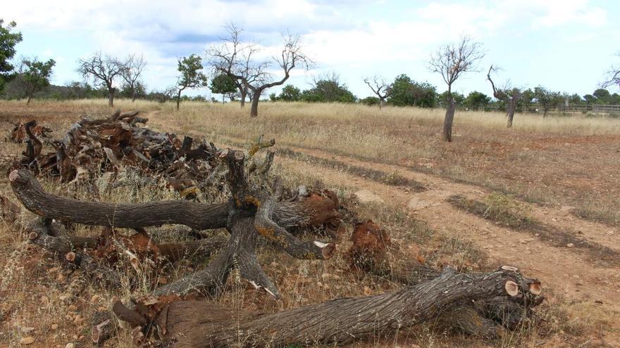 Bruselas da luz verde a evitar la tala masiva por la Xylella en Baleares