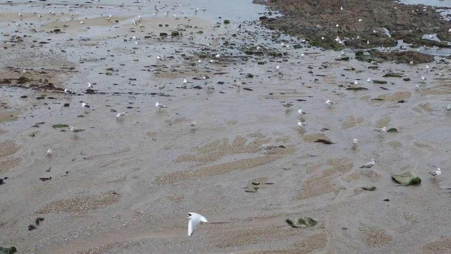 La playa de Santa Cruz, llena de patiamarillas, cabecinegras y sombrías, jóvenes y adultas.