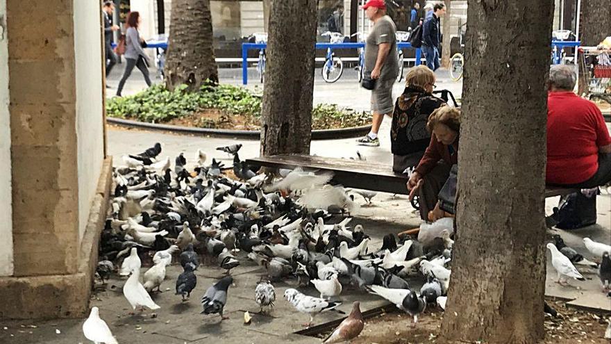 La normativa municipal solo permite dar de comer a las palomas en la plaza de España.