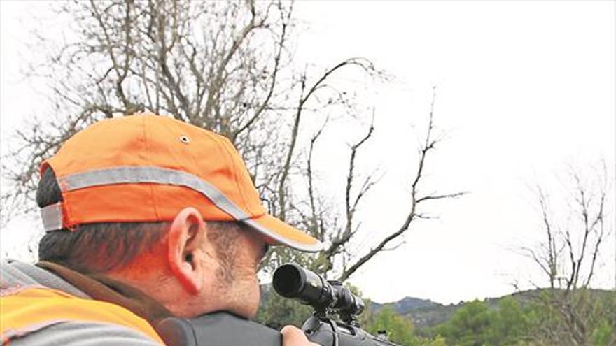 Los agricultores de Peñíscola urgen medidas por los daños de jabalíes