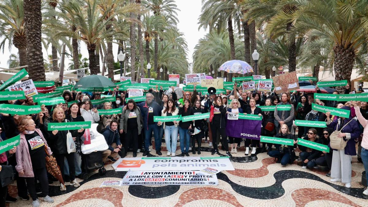 Concentración en Alicante por la Ley de Bienestar Animal y las colonias felinas