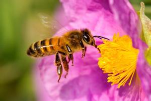 ¿Què passaria al món si les abelles s’extingissin?