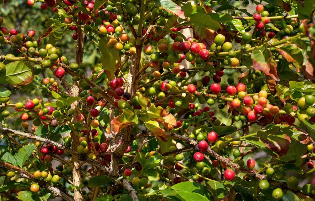 Maduración de la fruta del café en Agaete