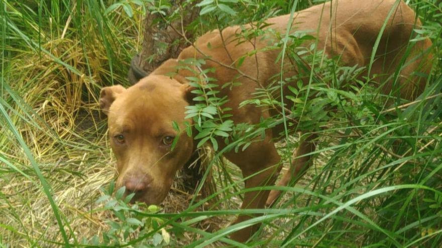 Rescatan a un perro pit bull abandonado y atado a un árbol en Esporles