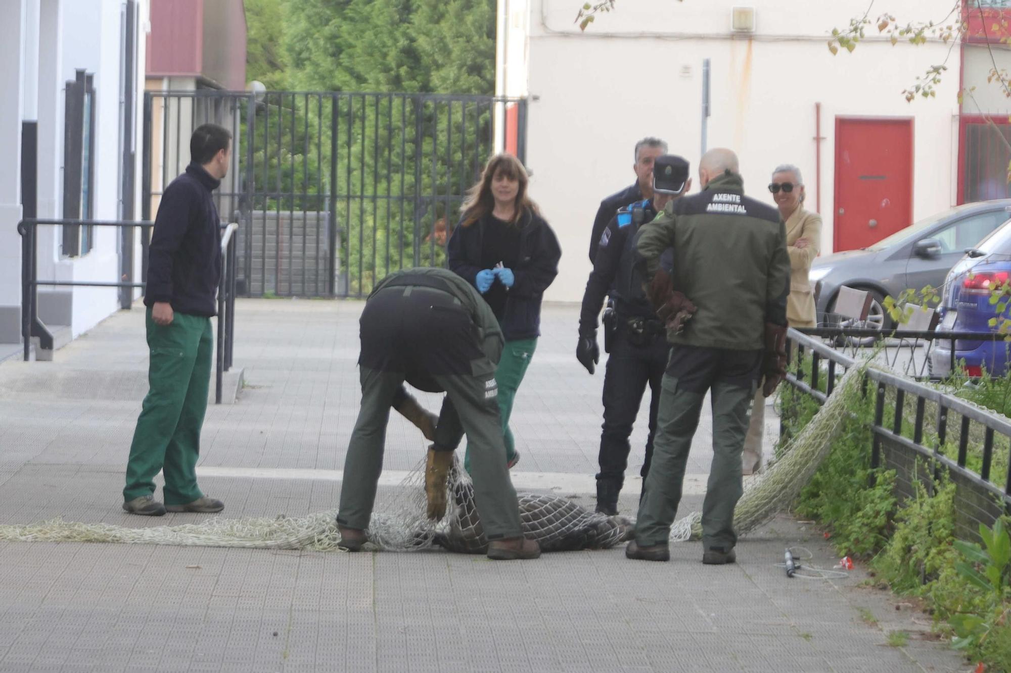 Capturados en A Coruña dos jabalíes que se colaron en el recinto del colegio Alborada