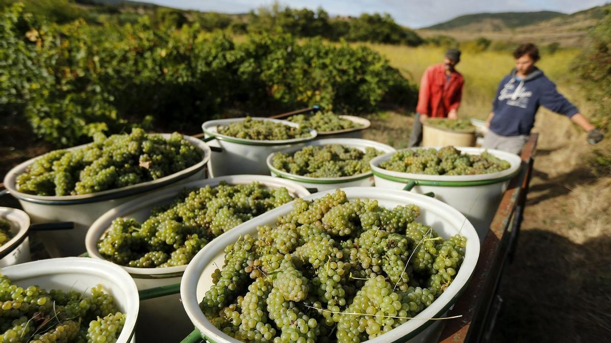 Las viñas peligran si la temperatura aumenta 2ºC en España