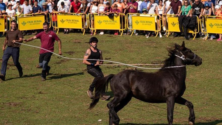 El Sueve se rinde al asturcón, símbolo de Piloña, este sábado