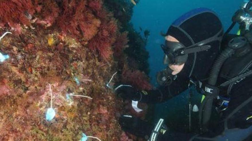 Imatge d&#039;arxiu del fons marí de la Costa Brava