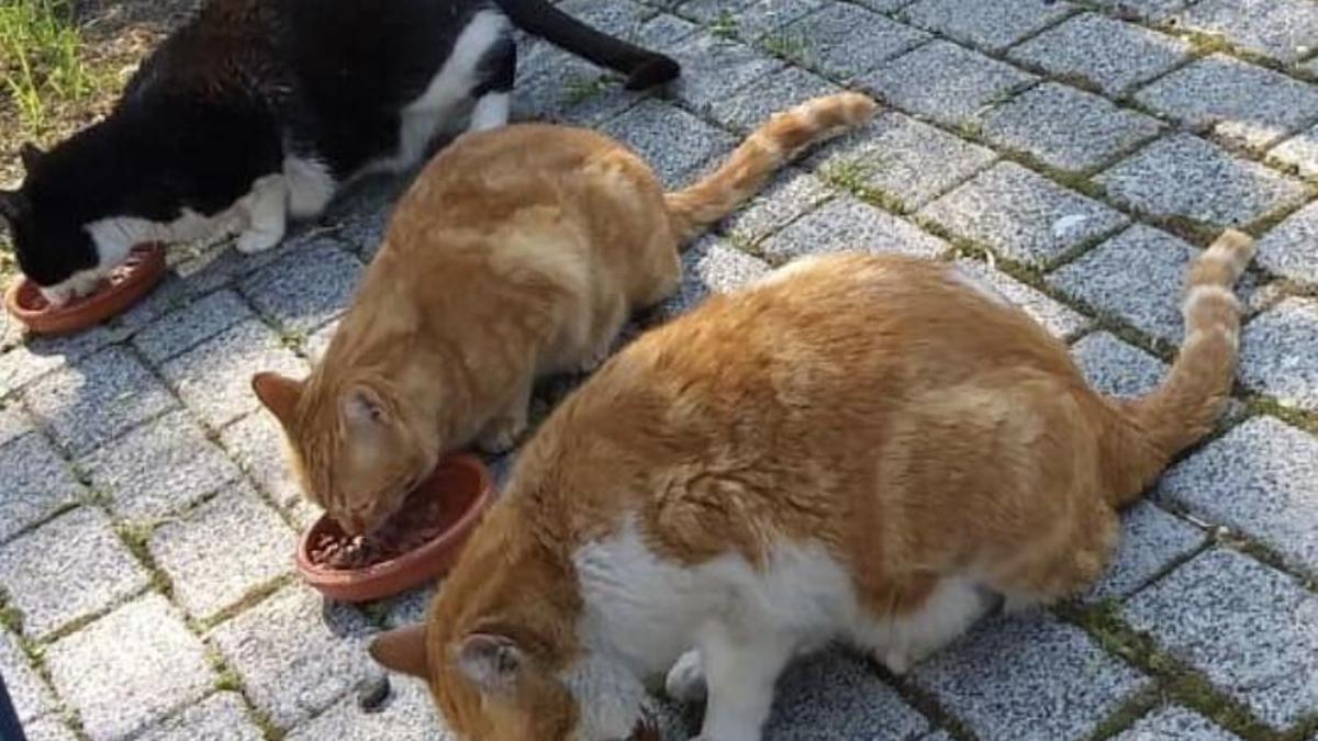 Varios gatos en una colonia felina.