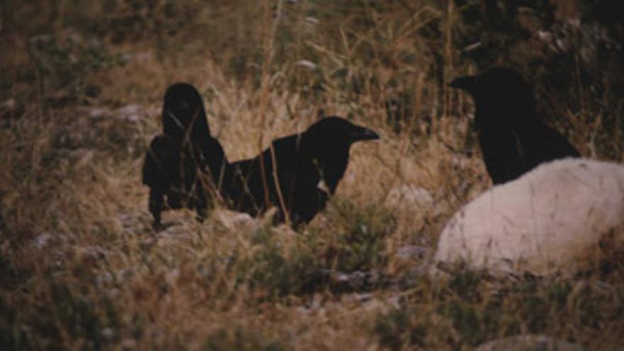 En defensa del cuervo: el gran pájaro negro