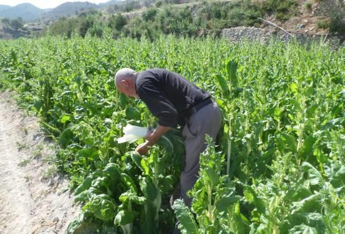 El germen de la huerta alicantina